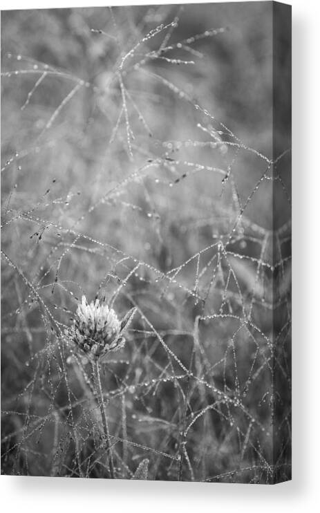 Bewitched Canvas Print featuring the photograph Bewitched II by Alan Norsworthy