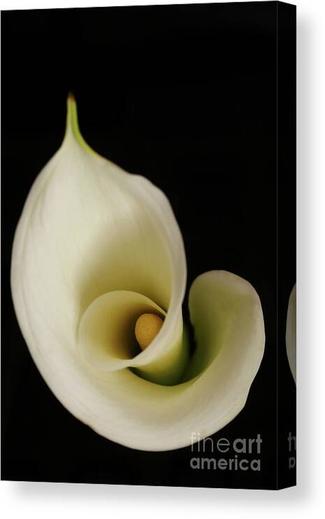 Calla Canvas Print featuring the photograph Big Bold Calla Lily on black by Linda Matlow