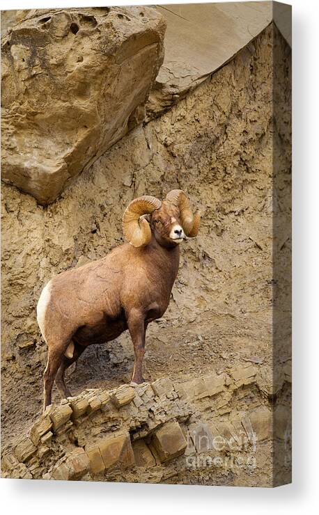 Bighorn Ram Canvas Print featuring the photograph Bighorn by Aaron Whittemore