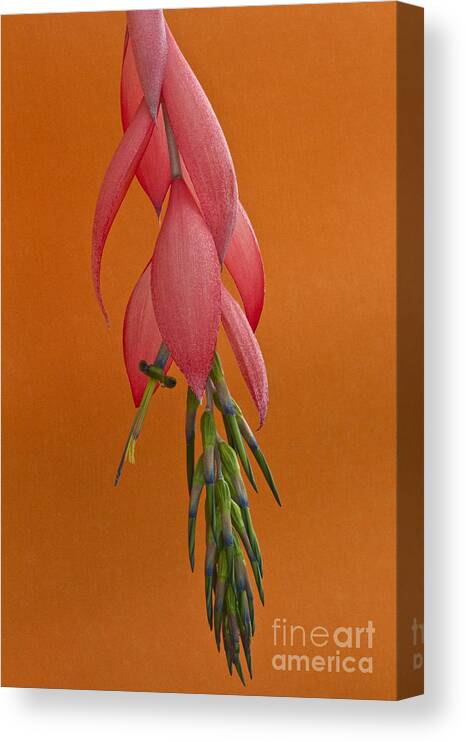 Heiko Canvas Print featuring the photograph Bilbergia Windii Blossom by Heiko Koehrer-Wagner