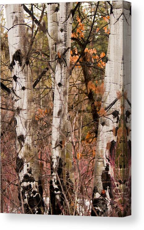 Birch Trees Canvas Print featuring the photograph Birch in the Fall by JoJo Photography