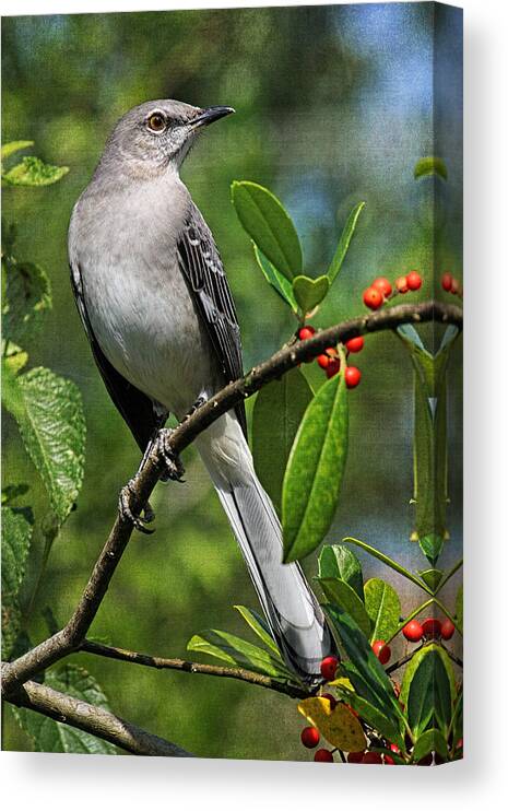 Mockingbird Canvas Print featuring the photograph Birds - Northern Mockingbird by HH Photography of Florida