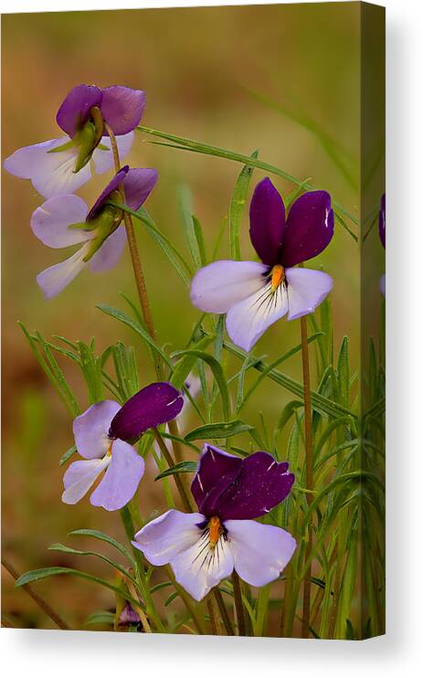2012 Canvas Print featuring the photograph Birdsfoot Violet by Robert Charity