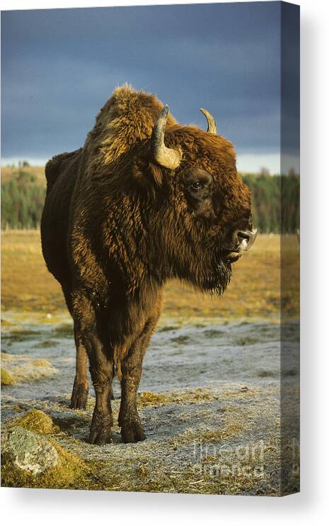 European Canvas Print featuring the photograph European Bison Bull by Phil Banks