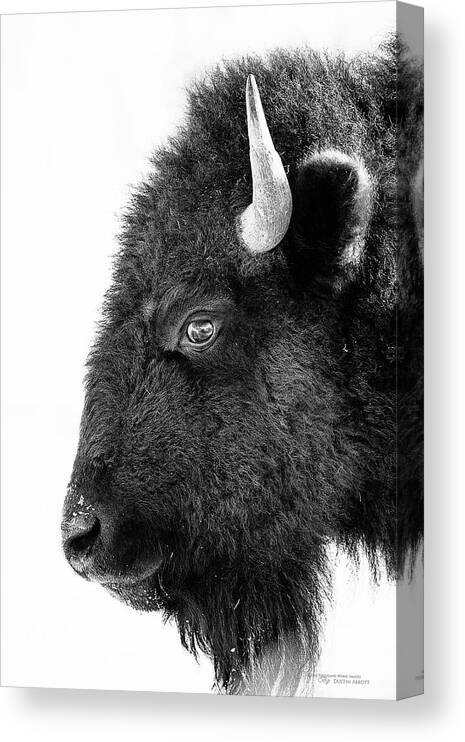 #faatoppicks Canvas Print featuring the photograph Bison Formal Portrait by Dustin Abbott