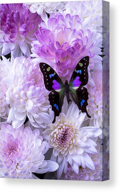 Pink Canvas Print featuring the photograph Black and purple butterfly on mums by Garry Gay