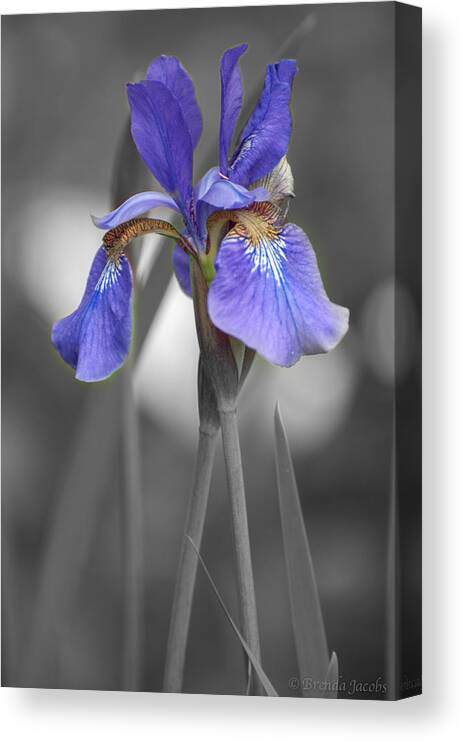 Bearded Iris Canvas Print featuring the photograph Black and White Purple Iris by Brenda Jacobs