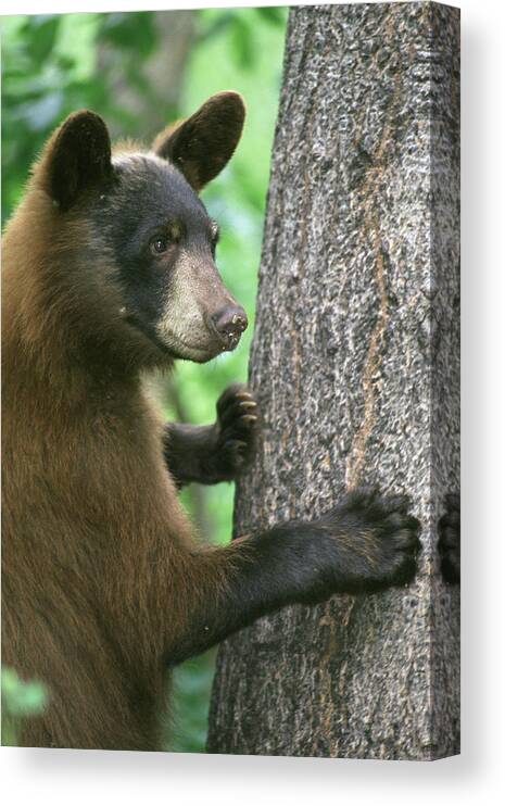 Black Bear Canvas Print featuring the photograph Black Bear in The Woods by Adam Shaw