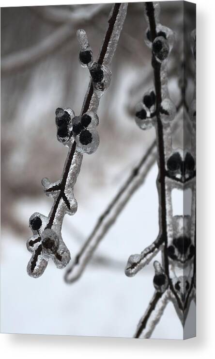 Black Berries Canvas Print featuring the photograph Black Berries by Douglas Pike