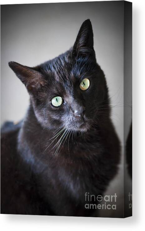 Cat Canvas Print featuring the photograph Black cat portrait by Elena Elisseeva