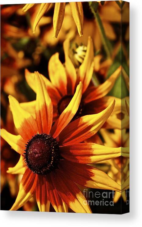 Flowers Canvas Print featuring the photograph Black Eyed Susan by Linda Bianic
