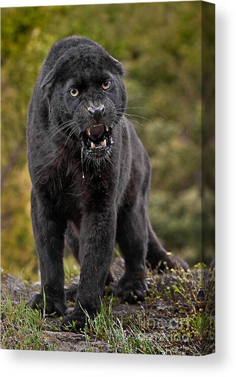 Black Panther Canvas Print featuring the photograph Black Panther by Jerry Fornarotto