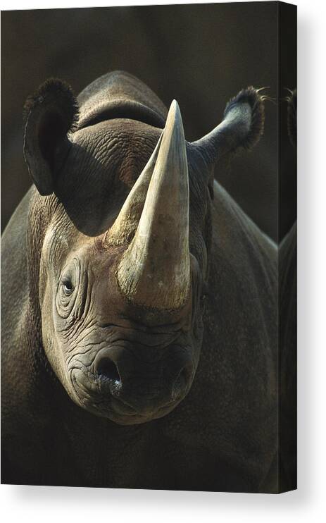 Feb0514 Canvas Print featuring the photograph Black Rhinoceros Portrait by San Diego Zoo