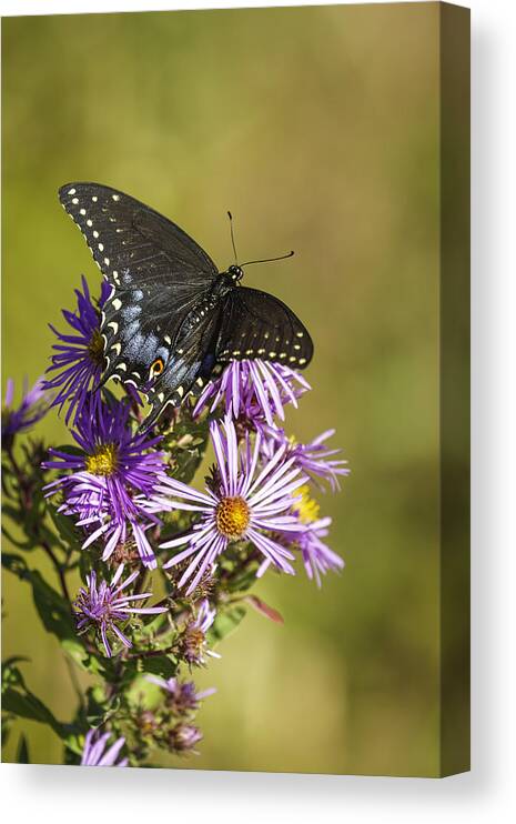 Black Swallowtail Canvas Print featuring the photograph Black Swallowtail on Aster Flower 2 by Thomas Young
