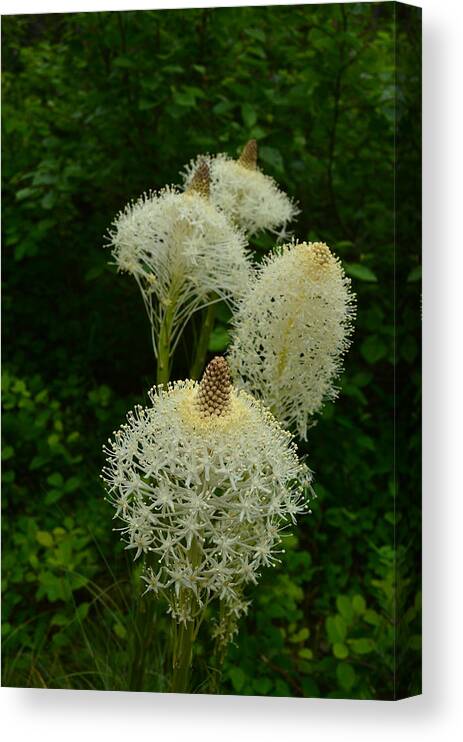 Bear Grass Canvas Print featuring the photograph Blooming Bear Grass by Whispering Peaks Photography