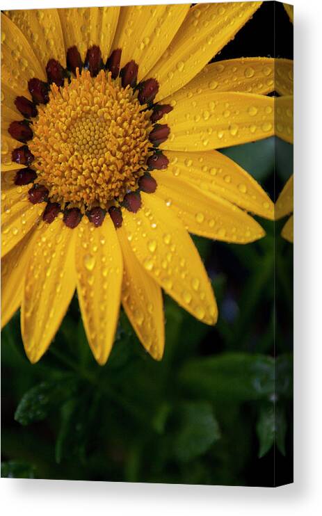 Yellow Flower Canvas Print featuring the photograph Blossom by Ron White