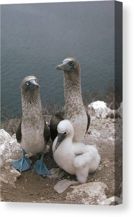 Feb0514 Canvas Print featuring the photograph Blue-footed Booby Parents With Chick by Tui De Roy
