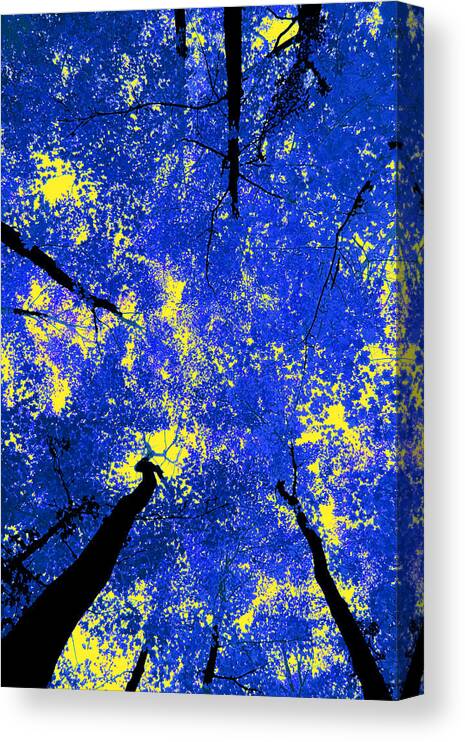 Forest Canvas Print featuring the photograph Blue Forest by Andre Aleksis