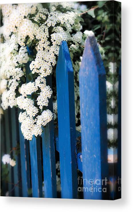 Fence Canvas Print featuring the photograph Blue garden fence with white flowers by Elena Elisseeva