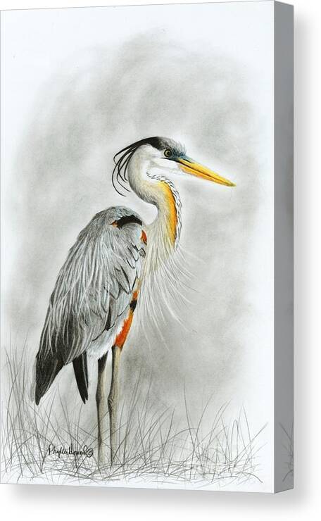 Heron Canvas Print featuring the drawing Blue Heron 3 by Phyllis Howard