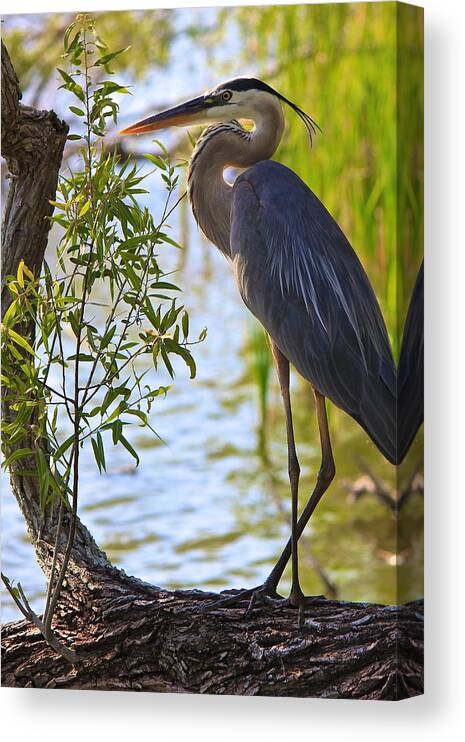 Great Blue Heron Canvas Print featuring the photograph Blue Heron by Amazing Jules