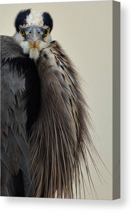 Blue Heron Canvas Print featuring the photograph Blue Heron's Surprise by Al Swasey