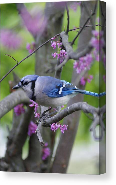 Bird Canvas Print featuring the photograph Blue Jay by Heidi Poulin