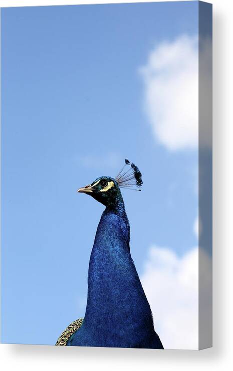 Animal Themes Canvas Print featuring the photograph Blue Peacock by Marcel Ter Bekke