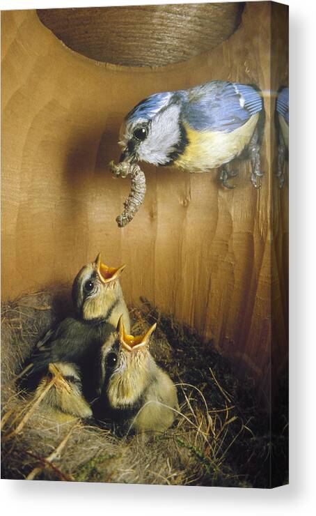 Feb0514 Canvas Print featuring the photograph Blue Tit Parent Delivering Caterpillar by Konrad Wothe