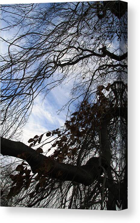 Tree Canvas Print featuring the photograph Blue White Tree by Cora Wandel