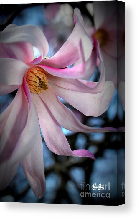Magnolia Canvas Print featuring the photograph Blushing by Geri Glavis