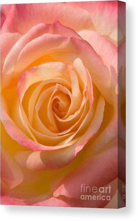 Rose Canvas Print featuring the photograph Blushing Rose by Sarah Schroder