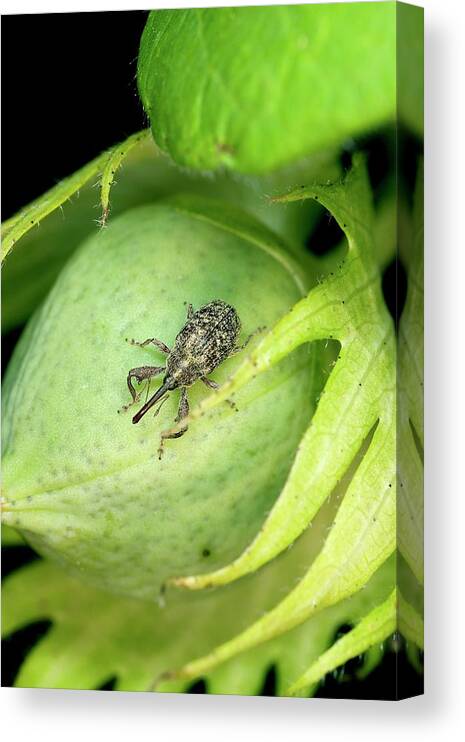1 Canvas Print featuring the photograph Boll Weevil On A Cotton Boll by Stephen Ausmus/us Department Of Agriculture/science Photo Library