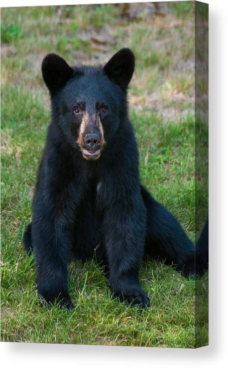 Black Bear Canvas Print featuring the photograph Boo-Boo the Little Black Bear Cub by Brenda Jacobs