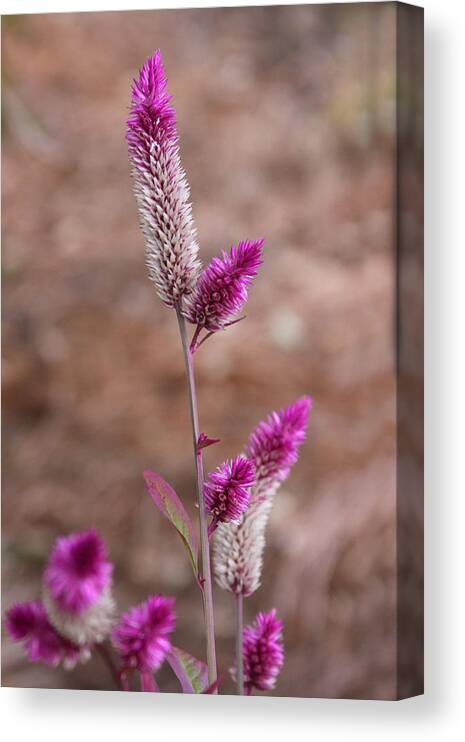 Flower Art Canvas Print featuring the photograph Botanical Bokeh by Kandy Hurley