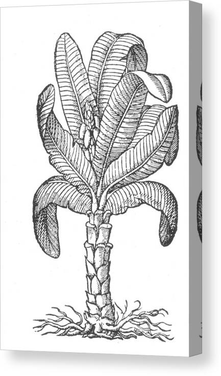 1633 Canvas Print featuring the drawing Botany Banana Tree, 1579 by Granger