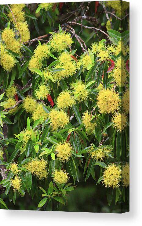 Australia Canvas Print featuring the photograph Bright Yellow Wattle Flowers Bloom by Paul Dymond