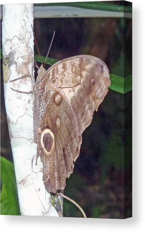 Brown Butterfly Canvas Print featuring the photograph Brown butterfly by Susan Jensen