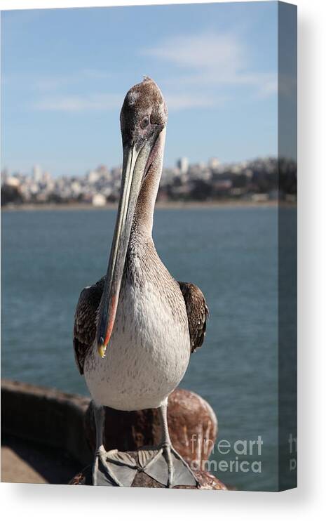 San Francisco Canvas Print featuring the photograph Brown Pelican At The Torpedo Wharf Fising Pier Overlooking The City of San Francisco 5D21685 by Wingsdomain Art and Photography
