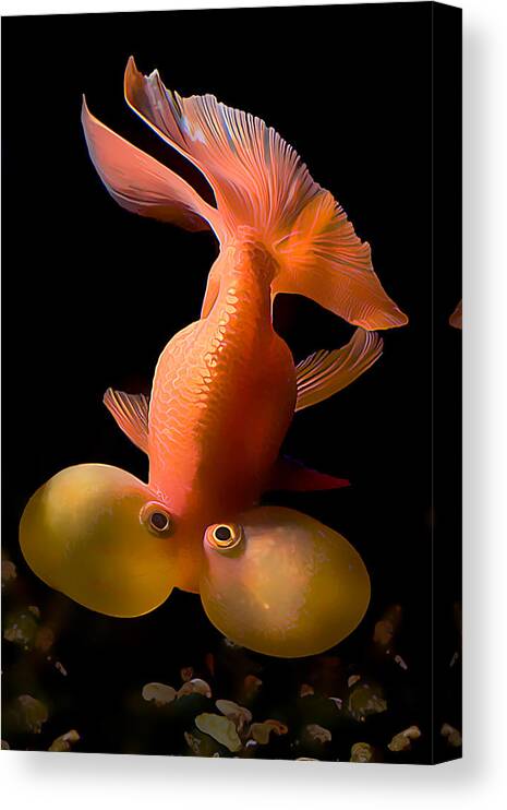 Animal Canvas Print featuring the photograph Bubble Eye Goldfish by Wernher Krutein