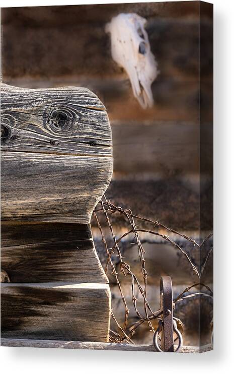 Cow Skull Canvas Print featuring the photograph Buckboard and Barbed wire by Gary Warnimont