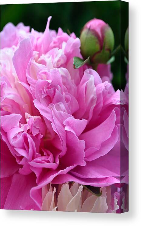 Flowers Canvas Print featuring the photograph Bud and Blossom by George Taylor
