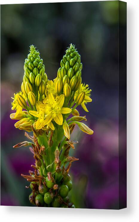 Budding Canvas Print featuring the photograph Budding Blossoms by James Woody