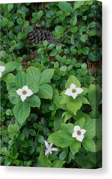 Bunchberry Canvas Print featuring the photograph Bunchberry by Ken Dietz