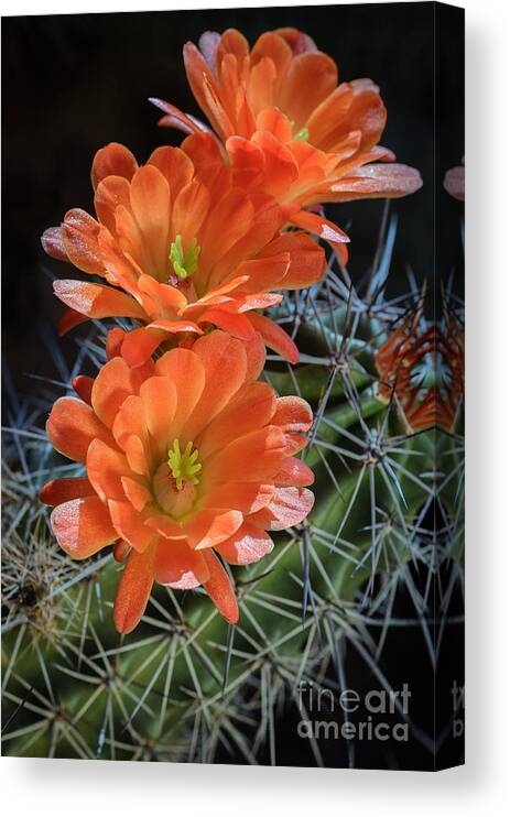 Orange Cactus Flower Canvas Print featuring the photograph Burst of Orange by Tamara Becker