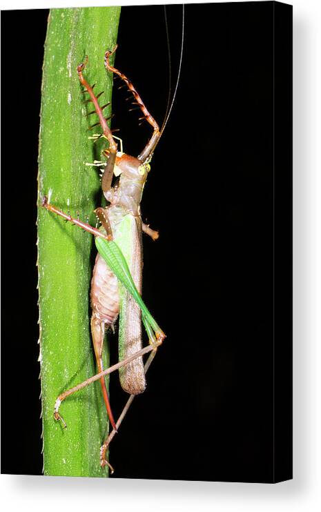 1 Canvas Print featuring the photograph Bush Cricket by Dr Morley Read