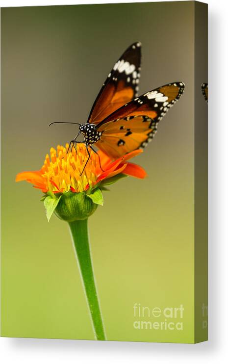 Action Canvas Print featuring the photograph Butterfly feeding by Tosporn Preede