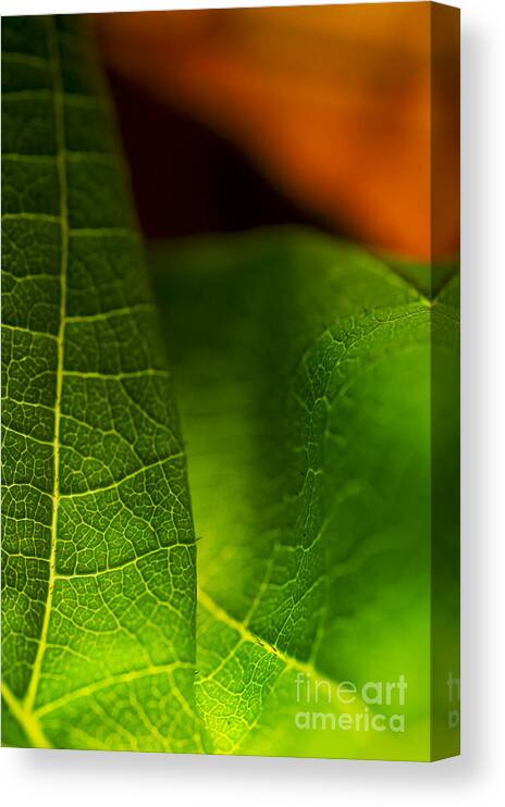 Macro Canvas Print featuring the photograph C Ribet Orbscape Leaf Union by C Ribet