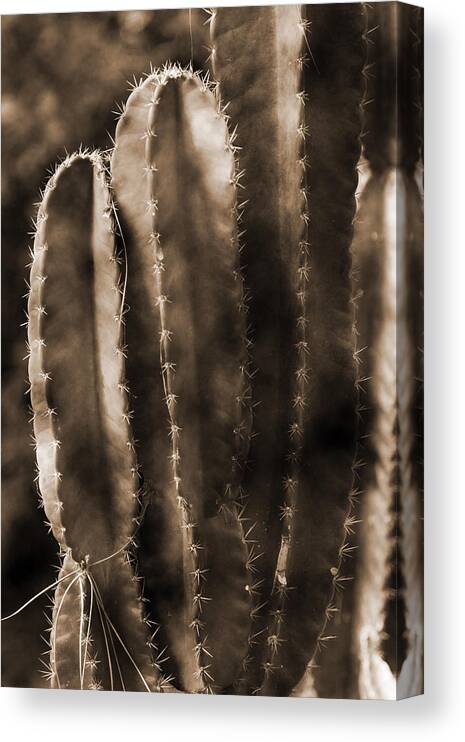 Panama Canvas Print featuring the photograph Cactus Sepia Tone Panama by Greg Kluempers