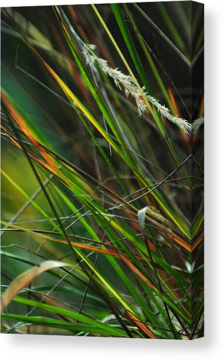 Autumn Canvas Print featuring the photograph Calamagrostis Lines by Rebecca Sherman